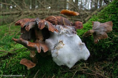 duurwoudsterheide_10